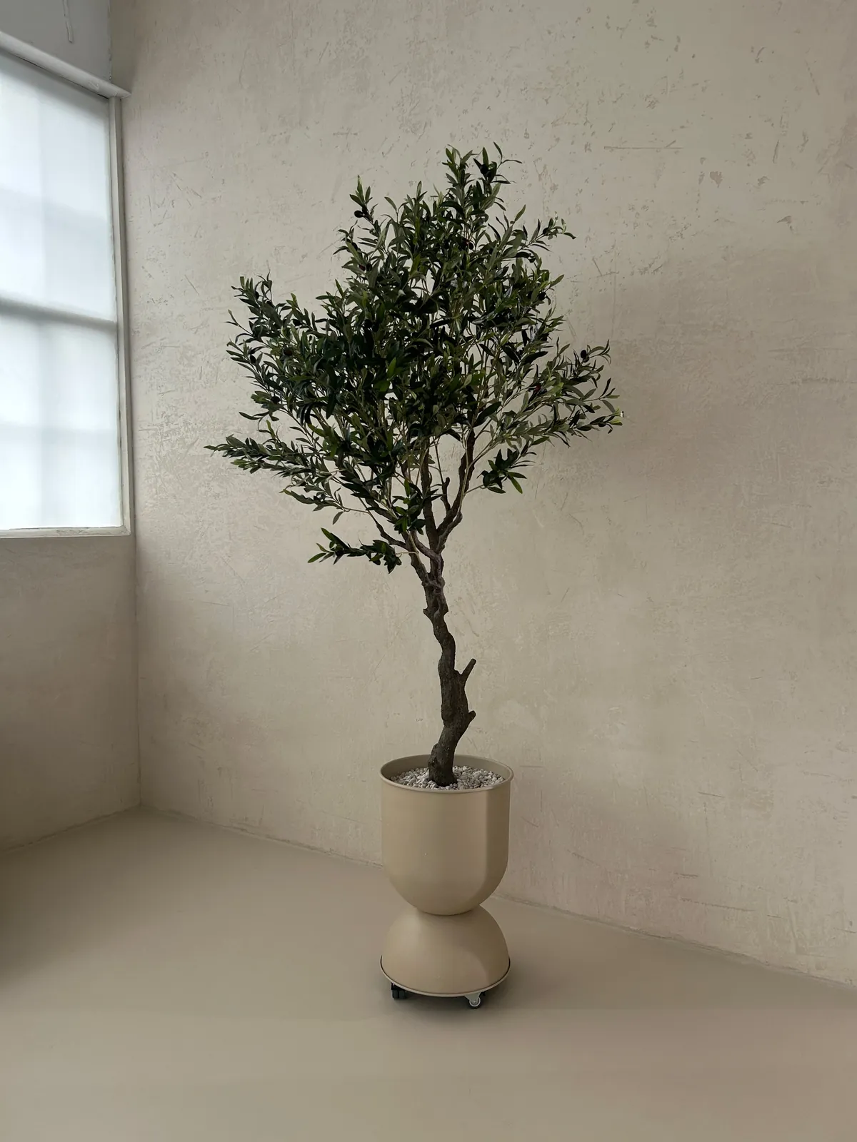 Gaia Studio — Olivenbaum vor Beigewand